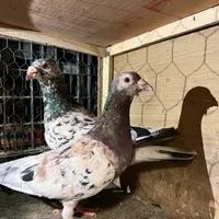 کبوتر قزوینی و پلاکی