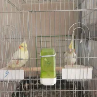 فرش ۶ متری سالم|فرش|پیشوا, |دیوار