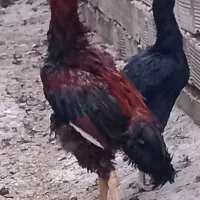 مرغ وخروس