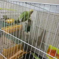 عروس هلندی کوتوله مرغ عشق|پرنده|مشهد, قائم|دیوار