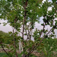 هرس کاری و تمیز کاری باغ