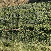 یونجه خرگوش خوکچه اسب میش