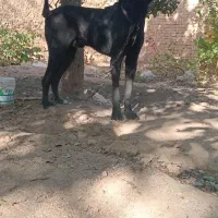 سگ المانی.   گریت دین