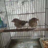 جوجه سهره قناری|پرنده|تهران, جوادیه تهرانپارس|دیوار