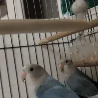 طوطی برزیلی|پرنده|قدس, شهرقدس|دیوار