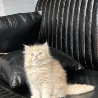 توله گربه پرشین و بیریتیش