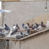 کبوتر