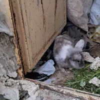 خرگوش|موش و خرگوش|بوشهر, |دیوار