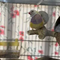 فنج گدین رنگ خاص|پرنده|قزوین, |دیوار