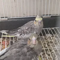دو عدد جوجه عروس هلندی