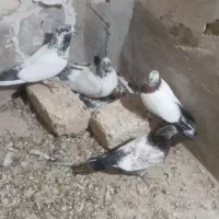 کبوتر