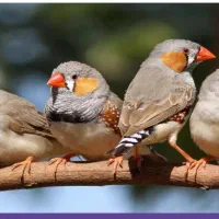 فنچ لپی مولد ۷ عدد بالغ بزرگ|پرنده|سیرجان, |دیوار