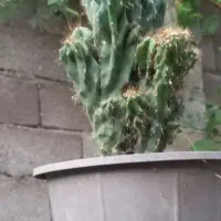 معاوضه با پرنده|گل و گیاه طبیعی|بره‌سر, |دیوار