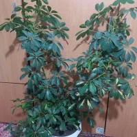 گل شیفلربزرگ وشاداب