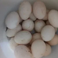 تخم مرغ محلی وشاخدار