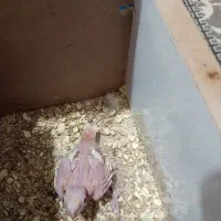 جوجه کوتوله جوجه عروس چشم شرابی