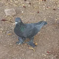 کفتر پرشی پاپر|پرنده|بیرجند, |دیوار