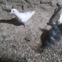 کبوتر گم شده