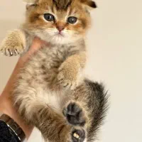 گربه اسکاتیش