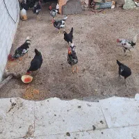 شادگان مسیر شمالی