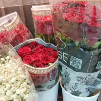 رز هلندی درجه یک قد بلند شاخه ای ۵۰|گل و گیاه طبیعی|تهران, علیآباد|دیوار