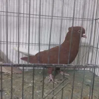 کبوتر رنگی خال آبی شاپر