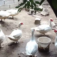 قو خاکستری و اردک خارجی