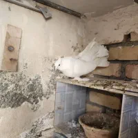 کفتر دم چتری،پاپر، کاکلی|پرنده|تهران, منیریه|دیوار