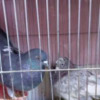 دو عدد کبوتر به فروش میرسد