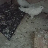 کبو تر جکسون