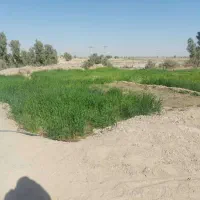 جو سبز یا خعصیل