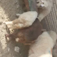 بره درجه یک