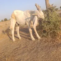 ۲عدد‌چپش