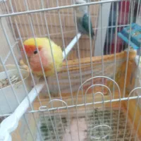 طوطی برزیلی|پرنده|داراب, |دیوار