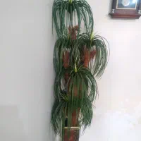 درختچه مصنوعی|گل مصنوعی|اهواز, کوی باهنر|دیوار