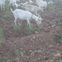 ۷عدد بز سانن ۳کیلو شیر جوان|حیوانات مزرعه|تربت جام, کشتارگاه|دیوار