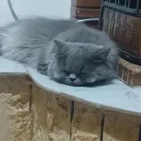 گربه