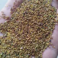 تخمه شبدر خریدارم
