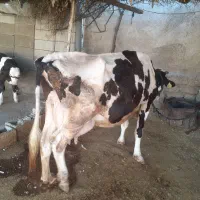 گاو و گوساله نر|حیوانات مزرعه|مسجد سلیمان, |دیوار