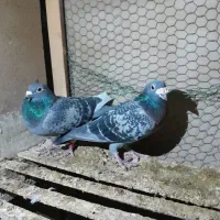 پلاکی مسافتی المانی پولکی قره|حیوانات مزرعه|مشهد, کوی دروی|دیوار