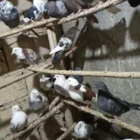 ۲۶کفترغریب گیری برای جلد کردن چند جوجه خوب|پرنده|جوادآباد, |دیوار