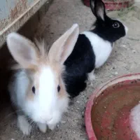 خرگوش|موش و خرگوش|کاشان, باهنر|دیوار