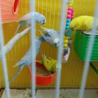 فروشی|پرنده|مشهد, حسین‌آباد|دیوار