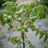 فروش ویژه ی انگور و نهال بادام و پسته مرغوب