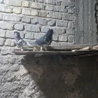کبوتر|پرنده|شیراز, بهارستان|دیوار