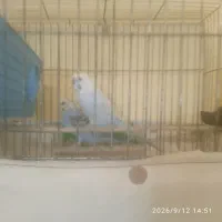 یک جفت مرغ عشق