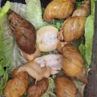 حلزون اچاتینا