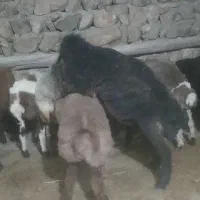 کاور نیرو ما