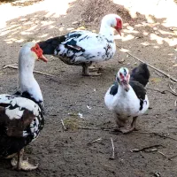 فروش اردک اسرائیلی