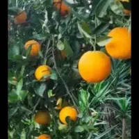 کارگرمیوه چینی وپرتغال چینی